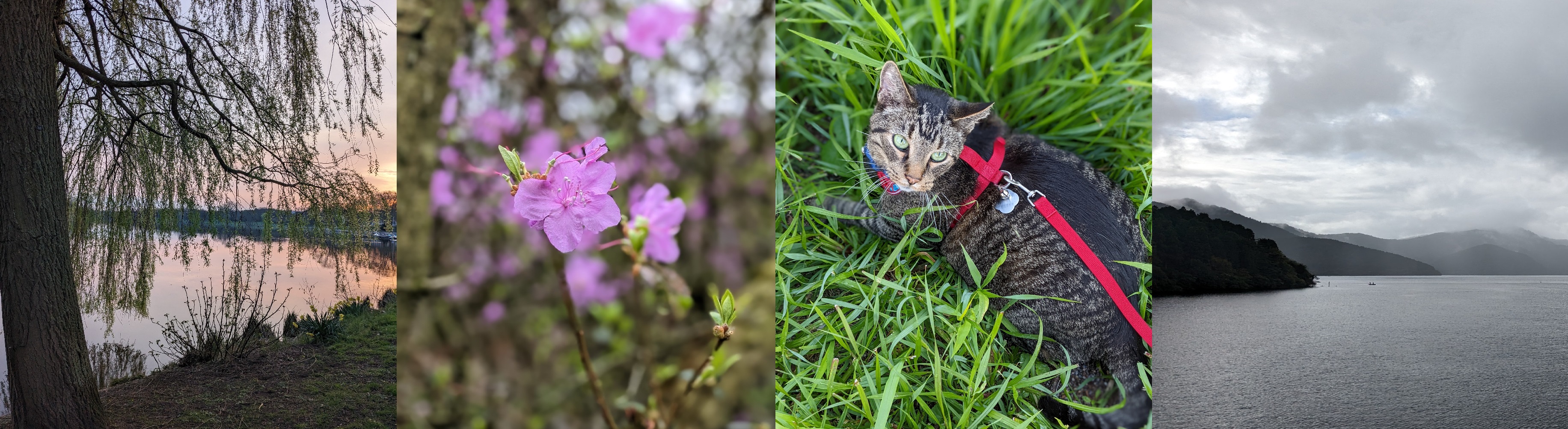 four photos, left to right: a tree overlooking a lake, a pink flower on a blurred background, a brown tabby cat wearing a harness on grass, and a lake surrounded by mountains